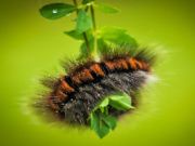 Joc Caterpillar Larva Animal Jigsaw en línia