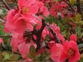 Joc Flors de primavera: objectes ocults  en línia