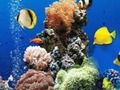 Joc Diferència sota l'aigua del mar  en línia
