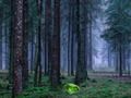 Joc Posta de sol mística al bosc  en línia