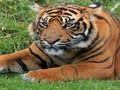 Joc Zoo Trivia en línia