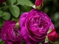 Joc Roses morades  en línia