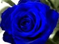 Joc Roses Blaves  en línia