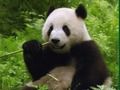 Joc Trencaclosques de Pandas  en línia