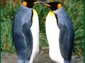 Joc Trencaclosques de pingüins  en línia