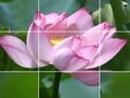 Joc Flors de Lotus  en línia