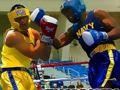 Joc Enutjat Boxers Lluita  en línia