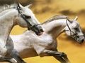 Joc Corredisses de cavalls  en línia