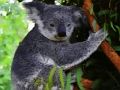 Joc Bonic ós de koala  en línia