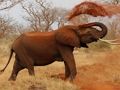 Joc Animals Trencaclosques: elefants  en línia