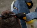 Joc Puzle Emperador Pingüí  en línia