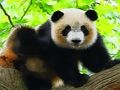 Joc Cute Baby Panda en línia