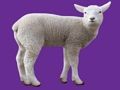 Joc Animal nadó  en línia