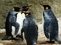 Joc Trencaclosques de King Penguin  en línia