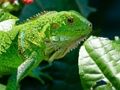 Joc Iguana salvatge  en línia