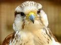 Joc Trencaclosques Gyrfalcon  en línia