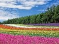 Joc Trencaclosques de jardins de flors de colors  en línia