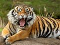 Joc Animals Trencaclosques Tigre  en línia