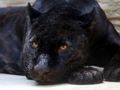 Joc Trencaclosques de Pantera Negra  en línia