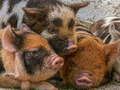 Joc Piglet Piggy Jigsaw en línia