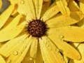 Joc Trencaclosques de gota de pluja de pètals de flors  en línia