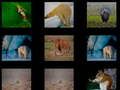 Joc Memòria Animal  en línia