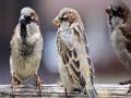 Joc Trencaclosques de la família Sparrow  en línia