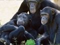 Joc Escapada divertida de la selva de ximpanzé  en línia