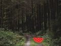Joc Escapada de cérvols del bosc dens  en línia