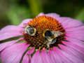 Joc Trencaclosques de coneflower morat  en línia