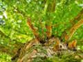 Joc Trencaclosques de branques d'arbres  en línia
