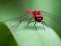 Joc Trencaclosques de Mosca del Drac  en línia