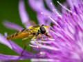Joc Trencaclosques d'insectes  en línia