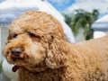 Joc Trencaclosques de Labradoodle  en línia