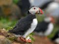 Joc Trencaclosques d'ocells Puffin  en línia