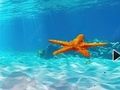 Joc Escapar de les estrelles de mar submarines  en línia