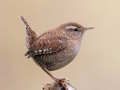 Joc Birdlingo en línia