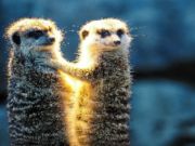Joc Jigsaw de parella de Meerkat  en línia