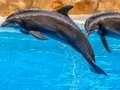 Joc Sea Dolphin Jigsaw en línia