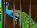 Joc Liberate the Caged Beauty en línia