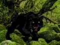 Joc Escape from Black Panther Forest en línia