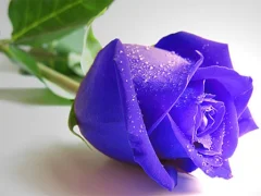 Joc Blue Roses en línia