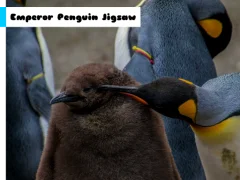 Joc Emperor Penguin Jigsaw en línia
