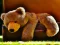 Joc Plush Teddy Bear en línia
