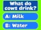 Joc Trivia! Best Family Quiz en línia
