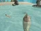 Joc Shark Simulator Beach Killer en línia