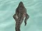 Joc Crocodile Simulator Beach Hunt en línia