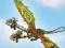 Joc Dragons: Drachenrennen en línia