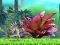 Joc King Julien: Schnapp' die Krone en línia