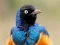 Joc Animal Puzzle: Wildlife & Logic en línia